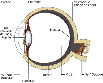 anatomie du globe oculaire